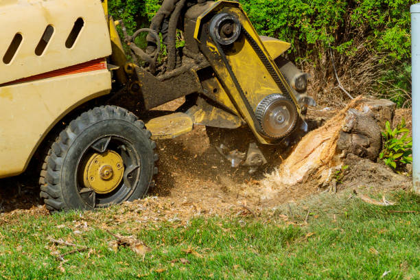 Best Tree Root Removal  in Chandler, TX